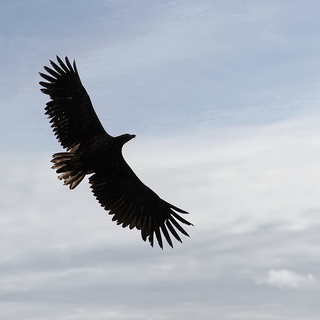 Zodiac tour - White-tailed eagle